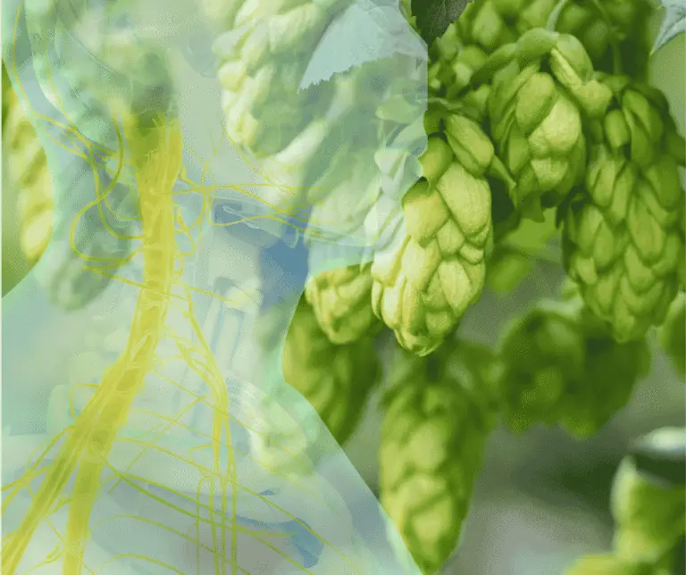 Overlay of the vagus nerve system on hops, illustrating how Phix MHE3 activates the vagus nerve for health benefits